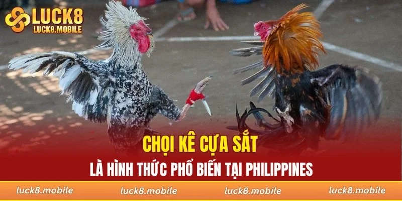 Chọi kê cựa sắt là hình thức phổ biến tại Philippines